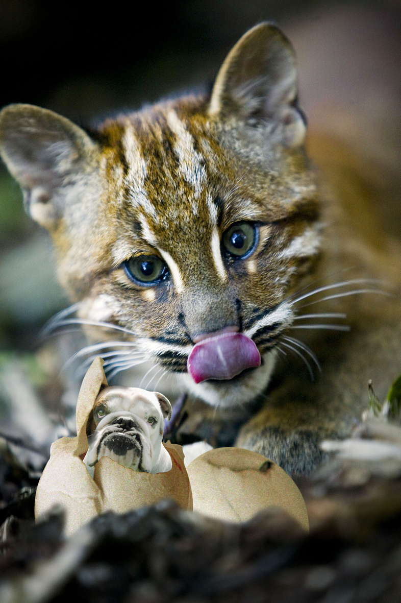 Diseño de Photoshop por GTAPEX para DesignCrowd (Community Contests) | Diseño #9061926