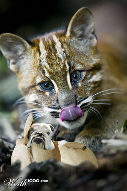 Photoshop Design by GTAPEX