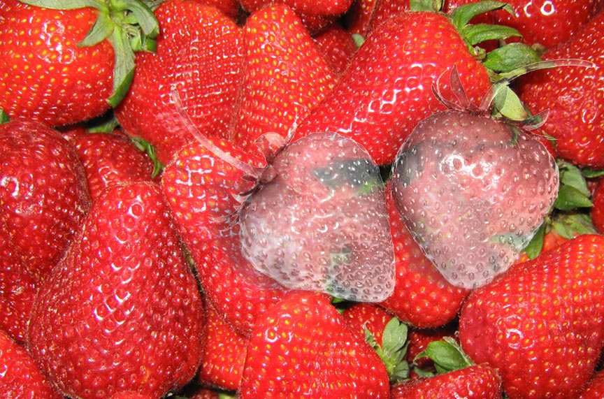 Photoshop Design by wildmieze for DesignCrowd (Community Contests) | Design #9061315