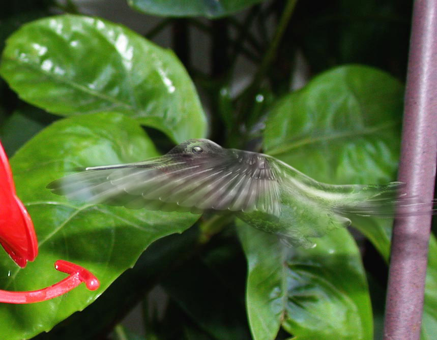 Photoshop-Design von Pelican für DesignCrowd (Community Contests) | Design #9061338