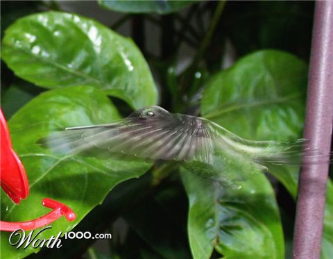 Photoshop Design by Pelican