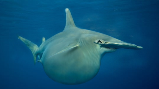 Photoshop Design by eclipsis for DesignCrowd (Community Contests) | Design #9062764