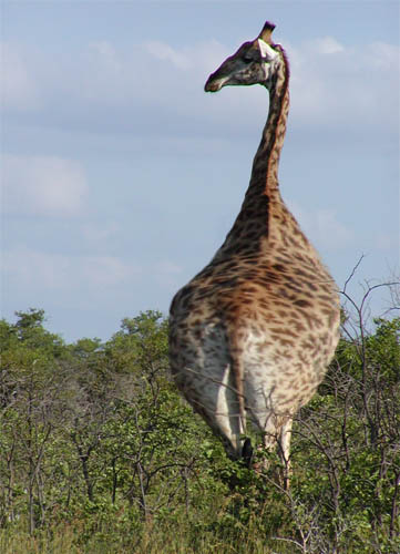 Diseño de Photoshop por msfrigyfrog para DesignCrowd (Community Contests) | Diseño #9062824