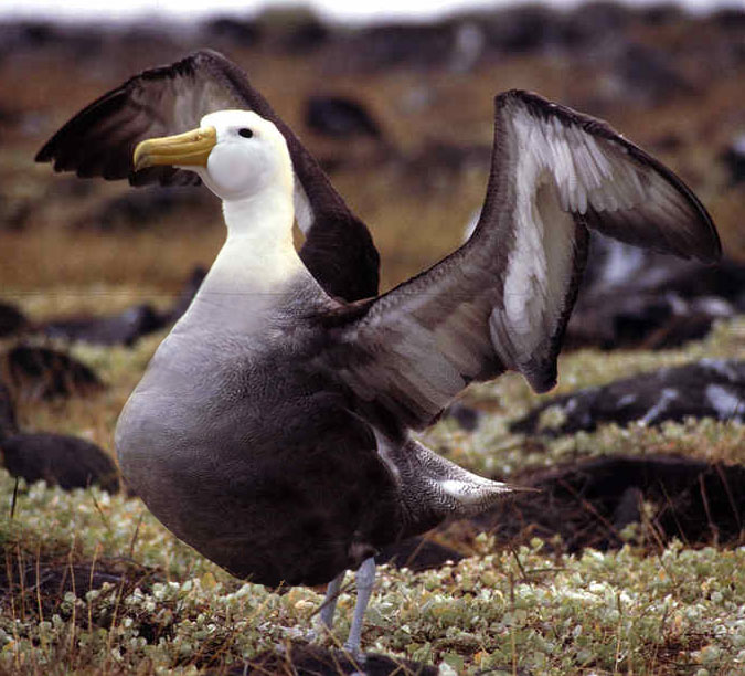 Diseño de Photoshop por Killington para DesignCrowd (Community Contests) | Diseño #9062842