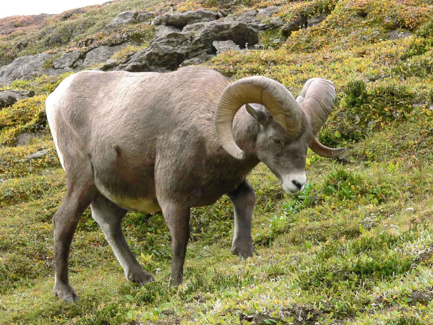 Photoshop Design by snaps3000 for DesignCrowd (Community Contests) | Design #9062778