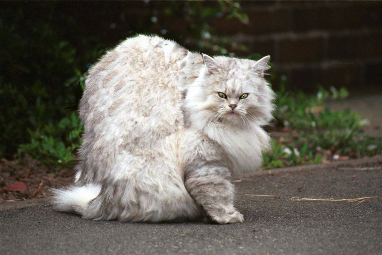 Photoshop Design by tehiro for DesignCrowd (Community Contests) | Design #9063008