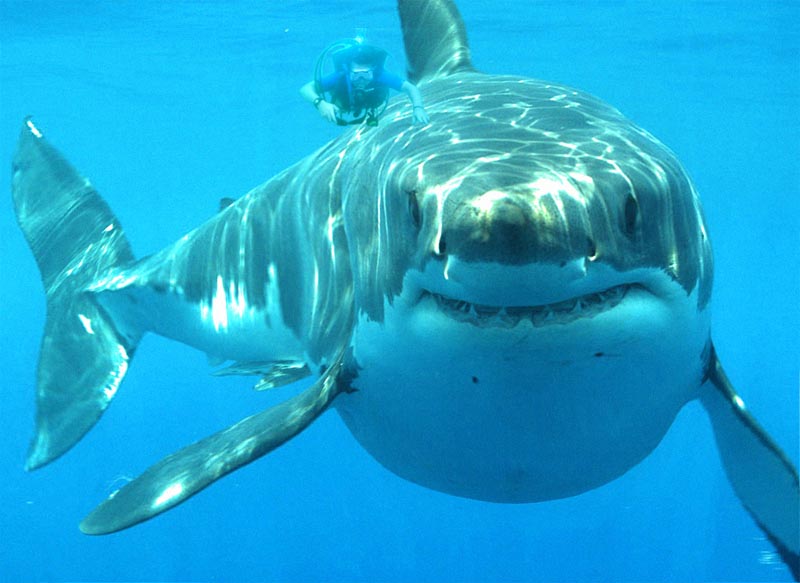 Photoshop Design by brunotelmo for DesignCrowd (Community Contests) | Design #9062991