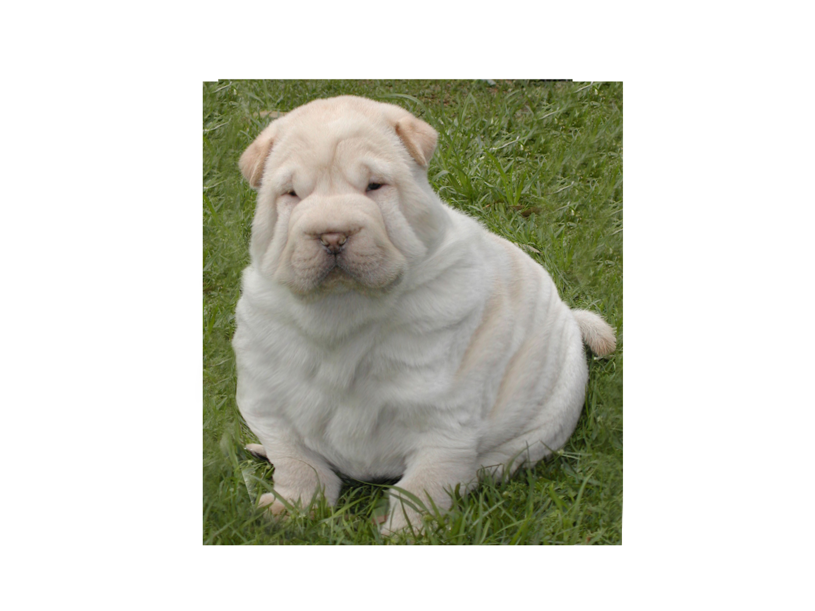 Design Photoshop par kyrgreece pour DesignCrowd (Community Contests) | Design #9063096