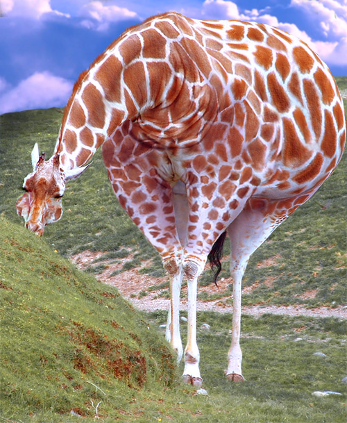 Photoshop Design by cameon for DesignCrowd (Community Contests) | Design #9062907