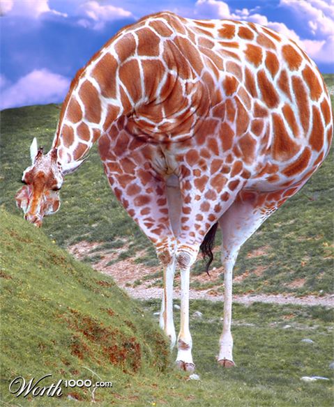 Photoshop Design by cameon