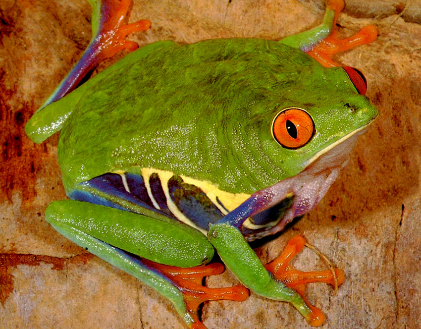 Photoshop-Design von flaebehop für DesignCrowd (Community Contests) | Design #9063012