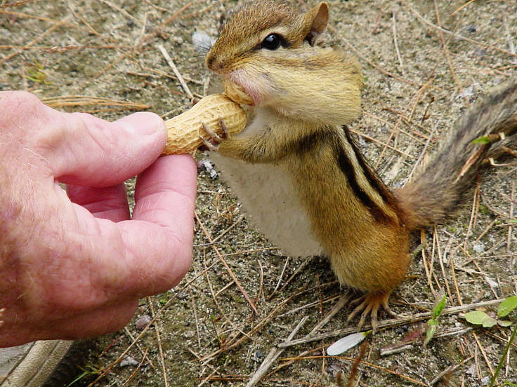 Photoshop Design by funky123 for DesignCrowd (Community Contests) | Design #9063043