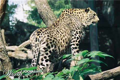 Photoshop Design by EyEars