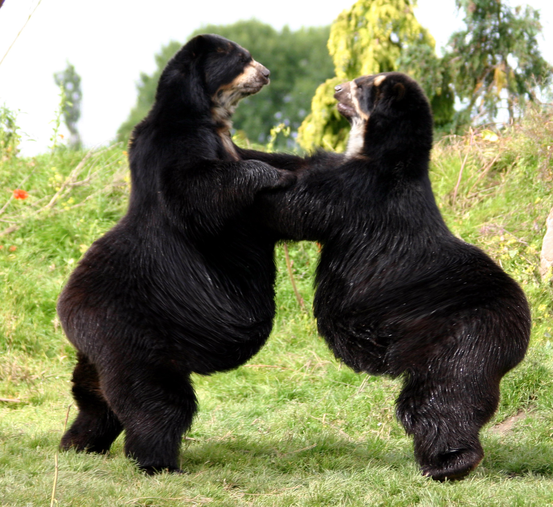 Photoshop Design by garettkipp for DesignCrowd (Community Contests) | Design #9063059