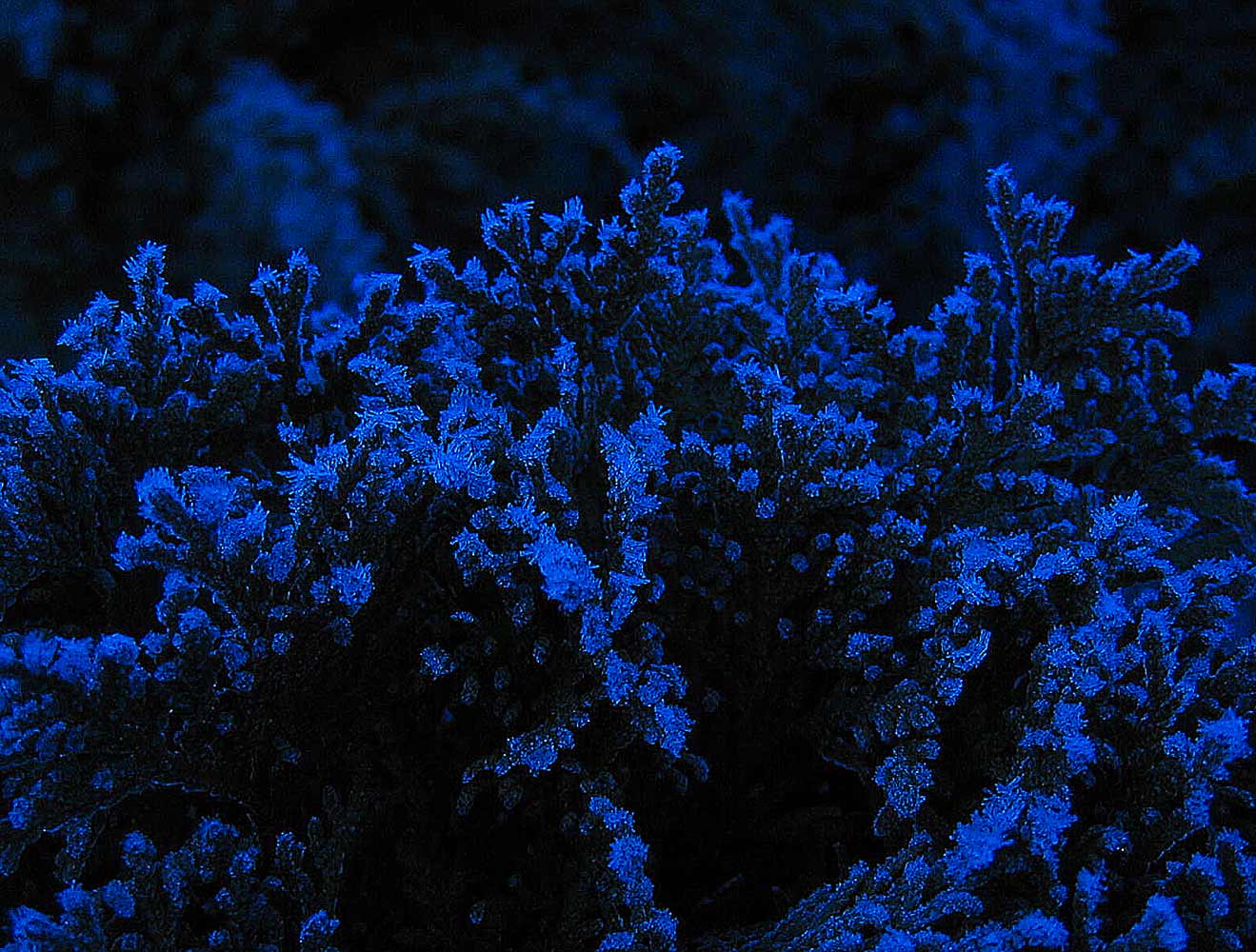 Photographie par egonlinden pour DesignCrowd (Community Contests) | Design #9060787