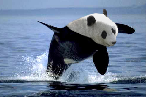 Photoshop Design by pellinor61 for DesignCrowd (Community Contests) | Design #9060029