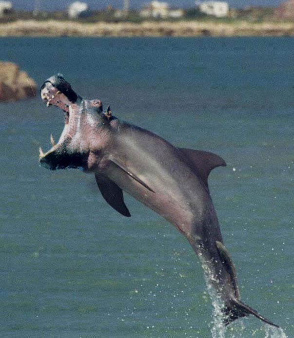 Photoshop Design by Killington for DesignCrowd (Community Contests) | Design #9060036