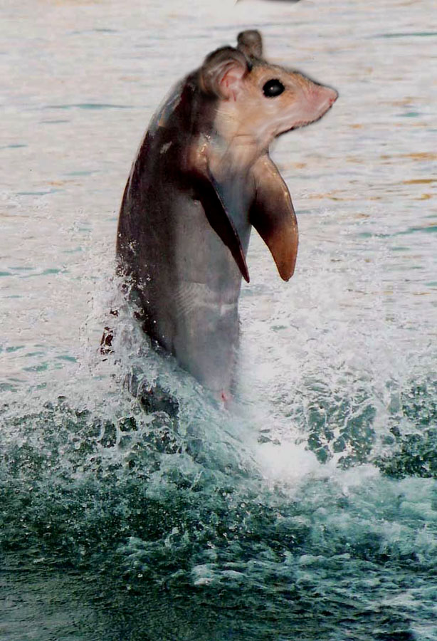 Photoshop-Design von ayoksus für DesignCrowd (Community Contests) | Design #9060057