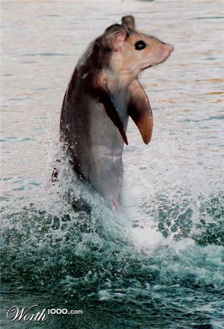 Photoshop Design by ayoksus