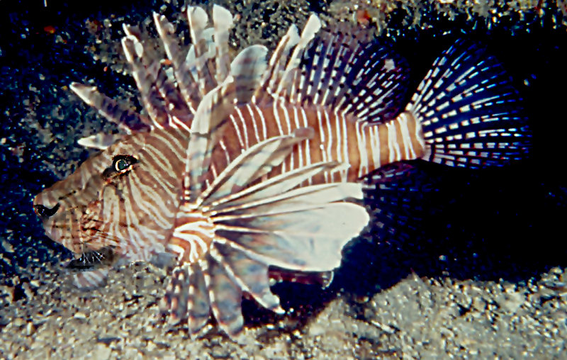 Photoshop Design by Silverhair1960 for DesignCrowd (Community Contests) | Design #9060062