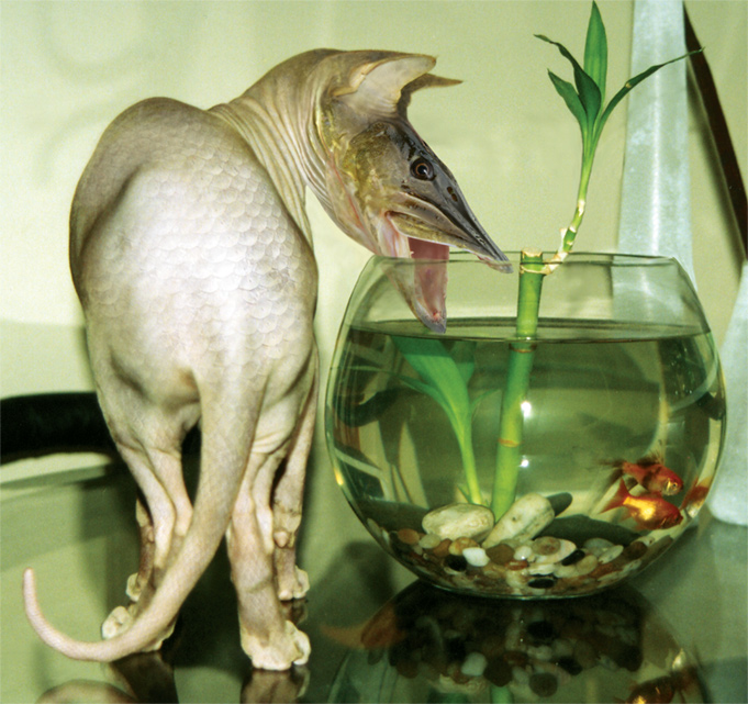 Photoshop Design by nilo111175 for DesignCrowd (Community Contests) | Design #9060081