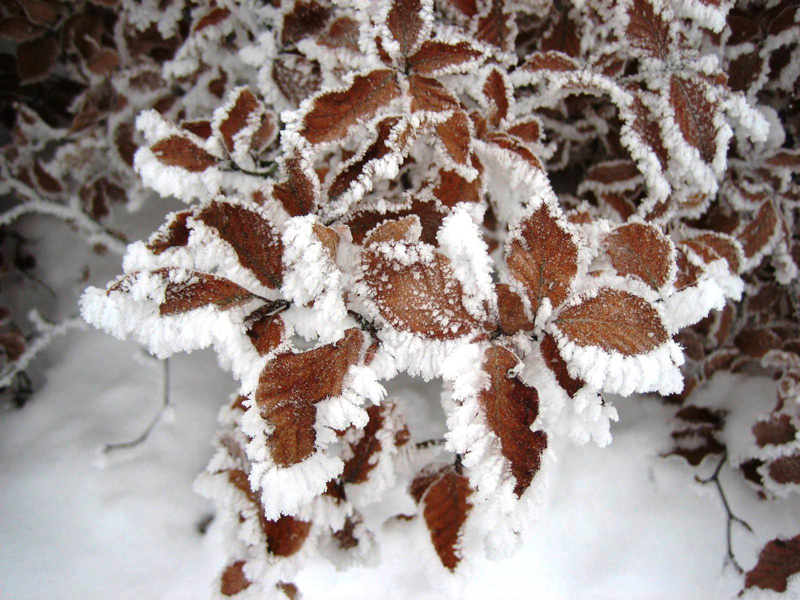 Photography by Maddyy for DesignCrowd (Community Contests) | Design #9062582