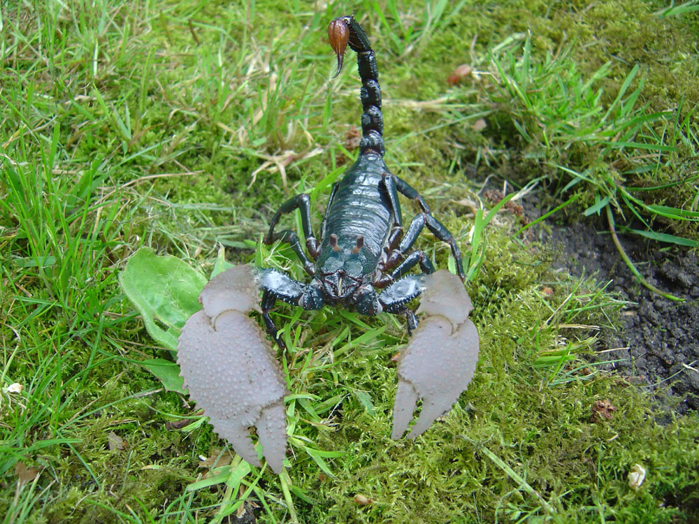 Photoshop Design by VelVetz for DesignCrowd (Community Contests) | Design #9060114