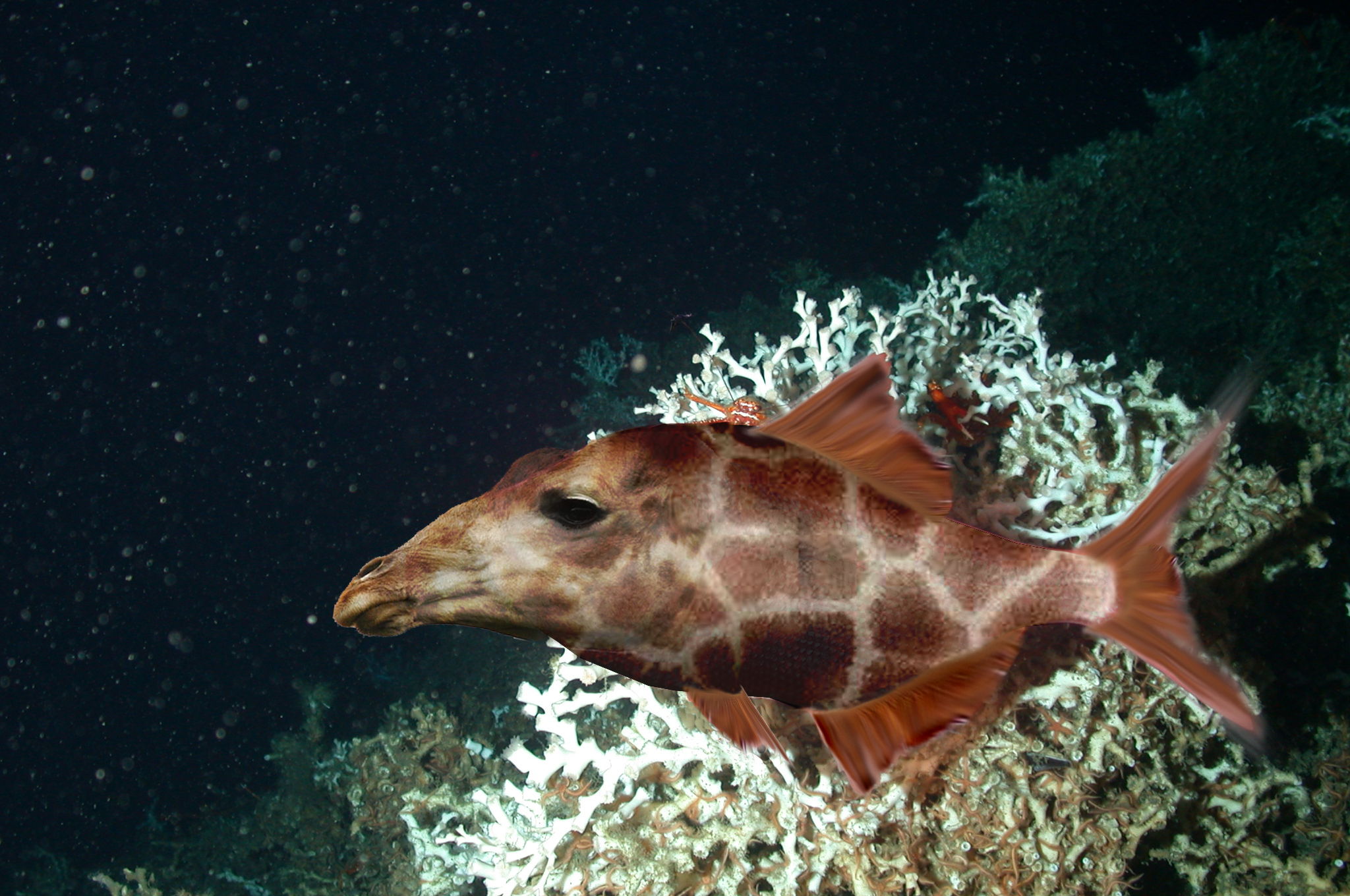 Photoshop Design by asafno for DesignCrowd (Community Contests) | Design #9060070