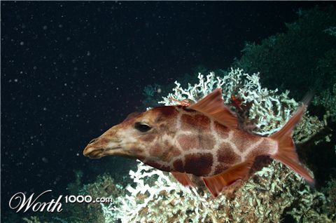 Photoshop Design by asafno