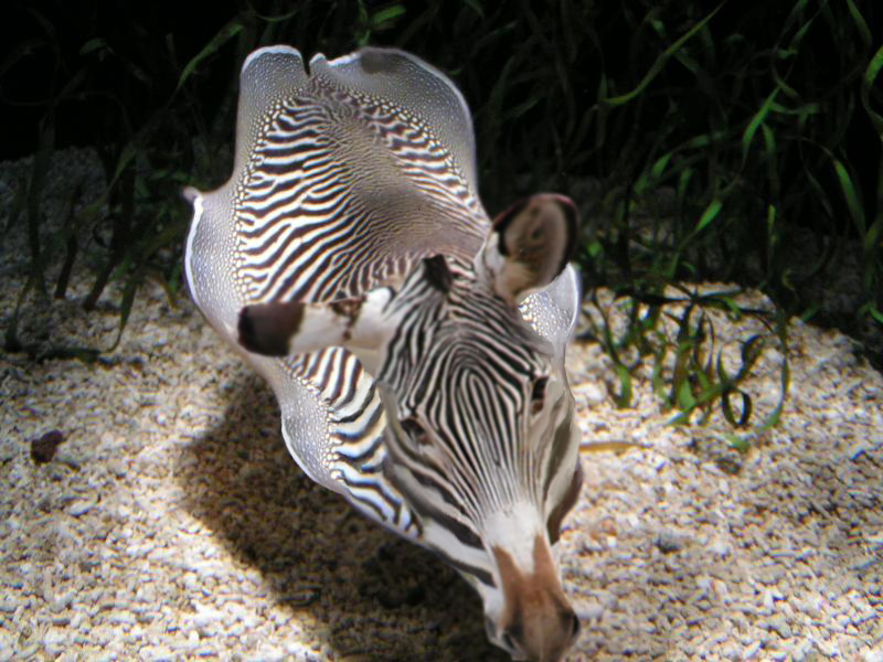 Photoshop-Design von denniswitjes für DesignCrowd (Community Contests) | Design #9060086