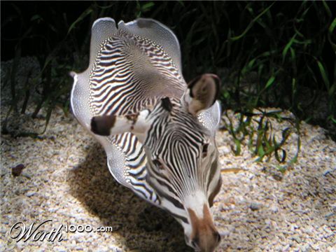 Photoshop Design by denniswitjes