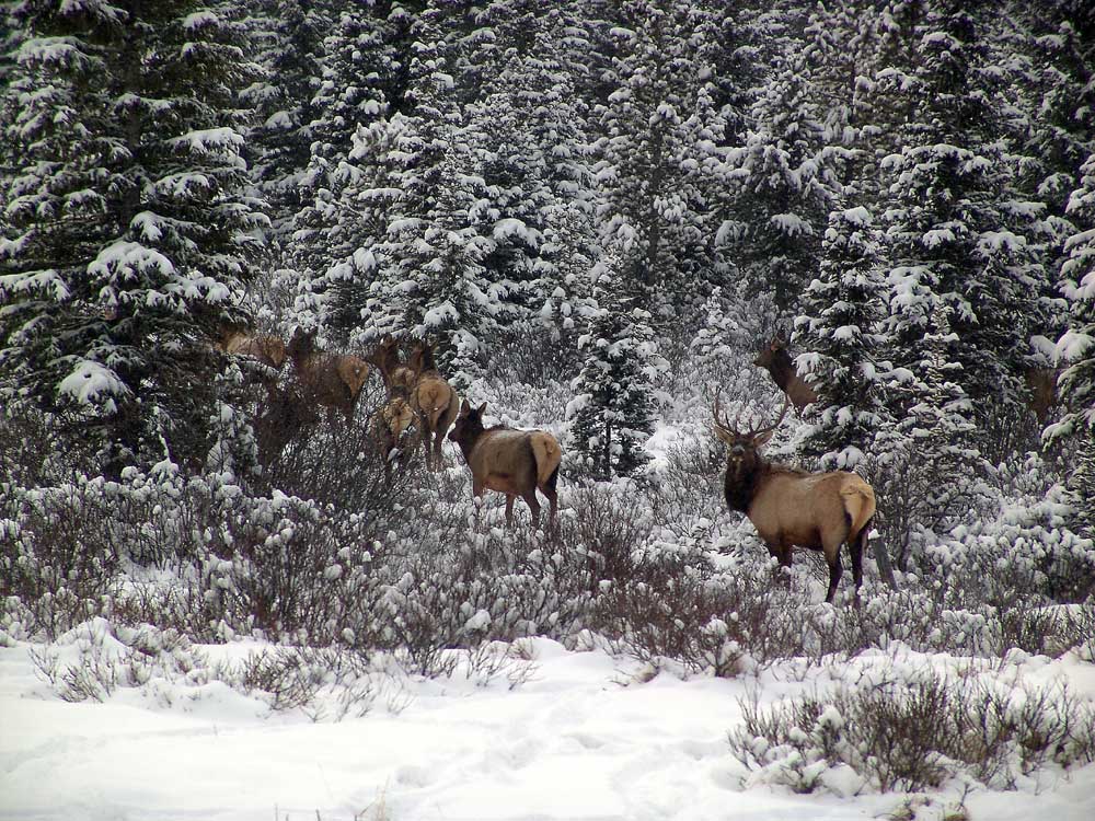 Fotografía por whlutz para DesignCrowd (Community Contests) | Diseño #9062624