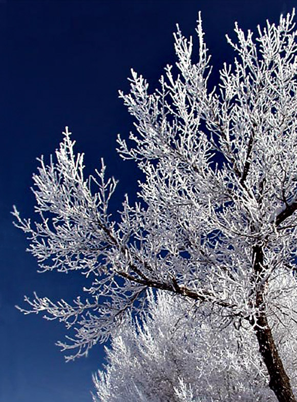 Photographie par cakeladybarb pour DesignCrowd (Community Contests) | Design #9062639