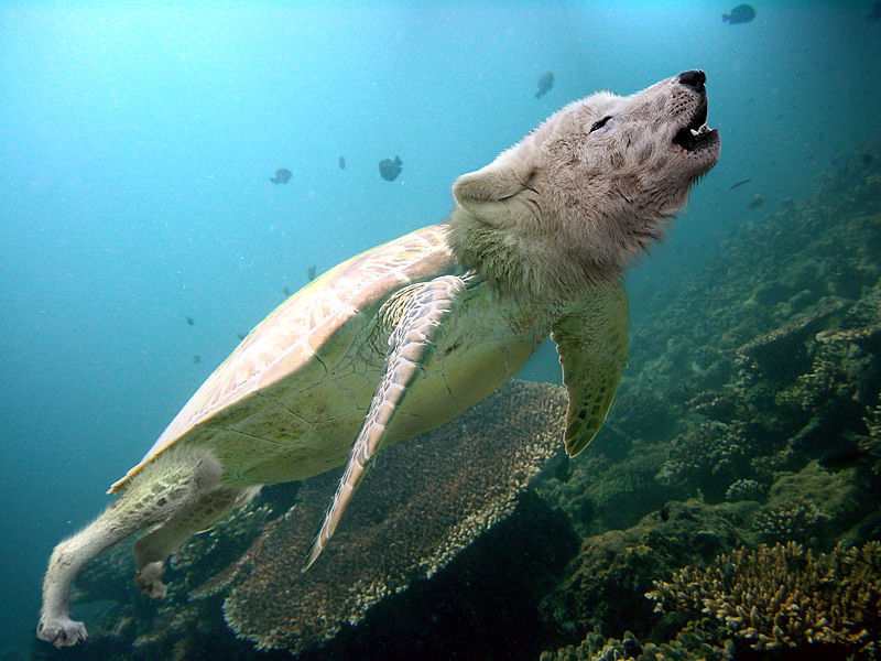 Photoshop-Design von ruivieira für DesignCrowd (Community Contests) | Design #9060100