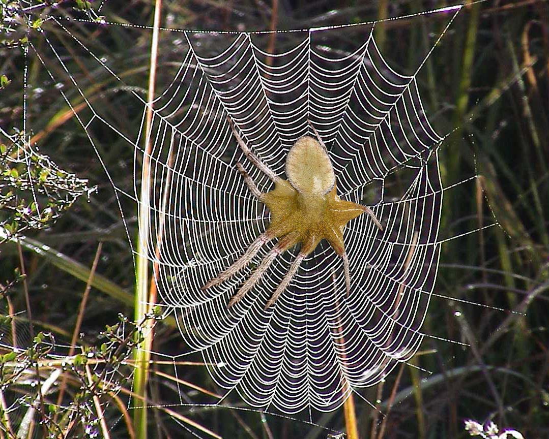 Diseño de Photoshop por TheCreator para DesignCrowd (Community Contests) | Diseño #9060187