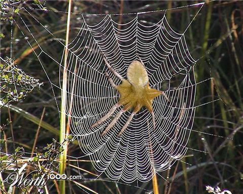 Photoshop Design by TheCreator