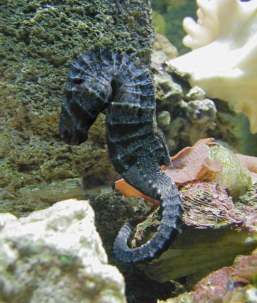 Photoshop Design by Jelger for DesignCrowd (Community Contests) | Design #9060217