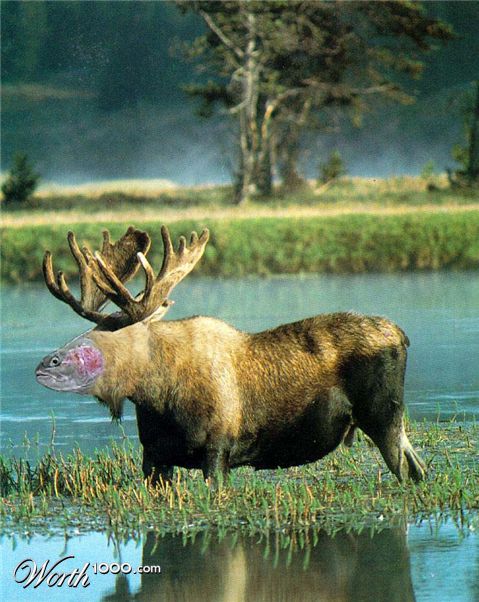 Photoshop Design by iiconanii