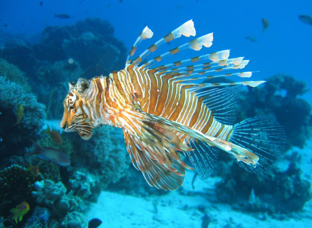 Photoshop Design by spiraleye for DesignCrowd (Community Contests) | Design #9060159