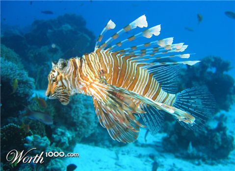 Photoshop Design by spiraleye