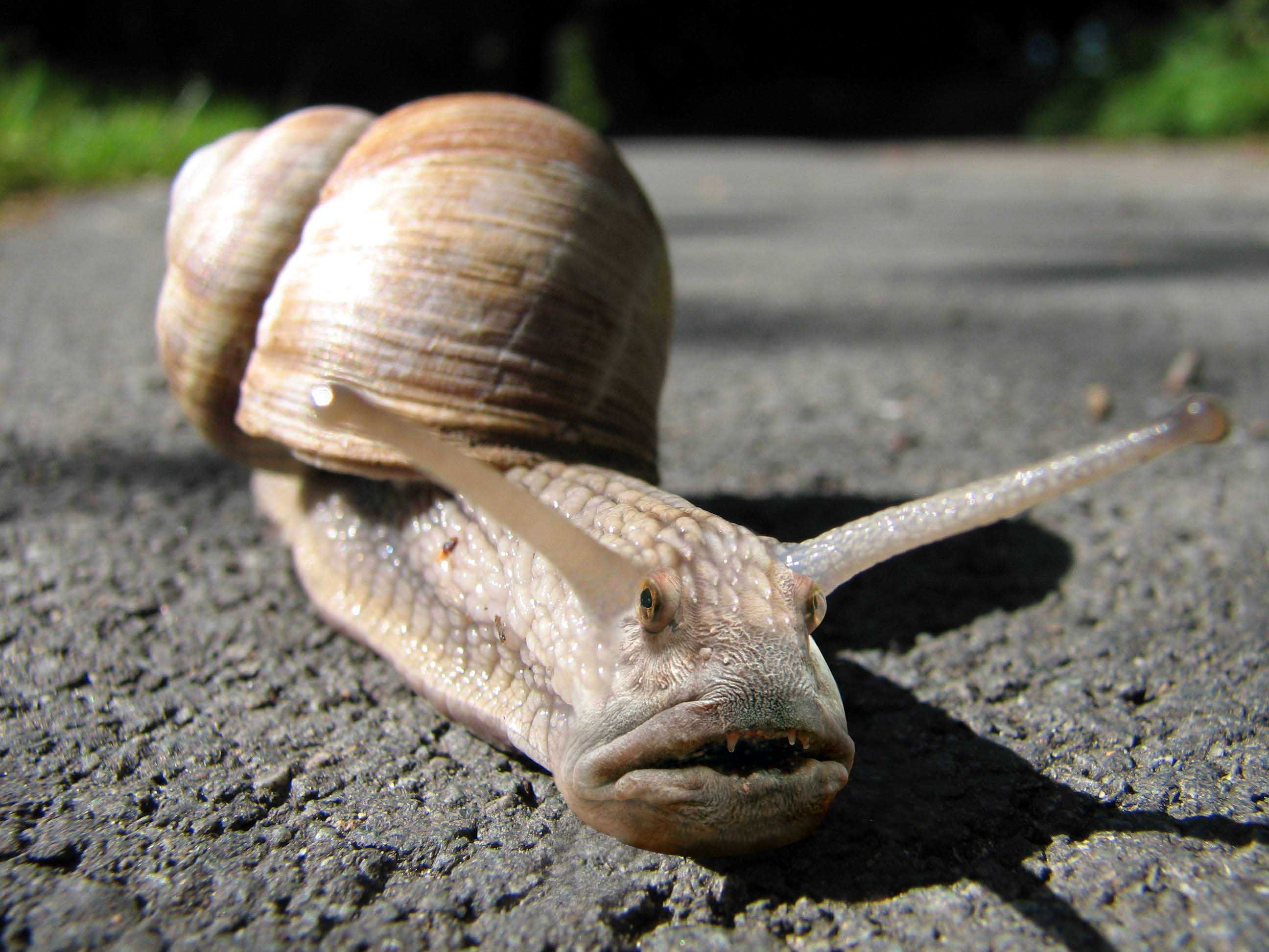 Photoshop-Design von Buurman für DesignCrowd (Community Contests) | Design #9060118