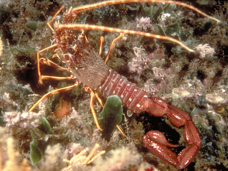 Diseño de Photoshop por consigli para DesignCrowd (Community Contests) | Diseño #9060260