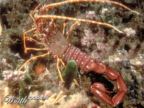 Photoshop Design by consigli