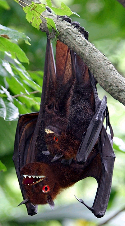 Photoshop Design by Kryptomaniacle for DesignCrowd (Community Contests) | Design #9060210