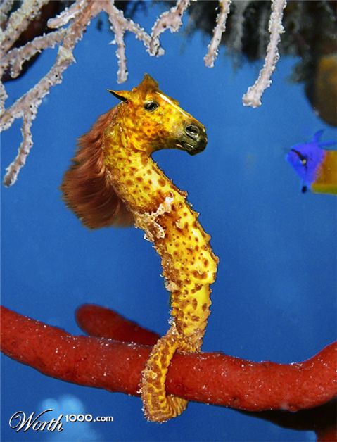 Photoshop Design by Netali