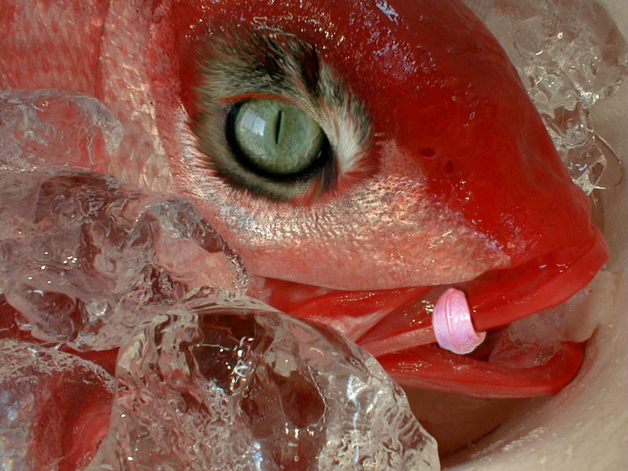 Photoshop-Design von sugarcane für DesignCrowd (Community Contests) | Design #9060194