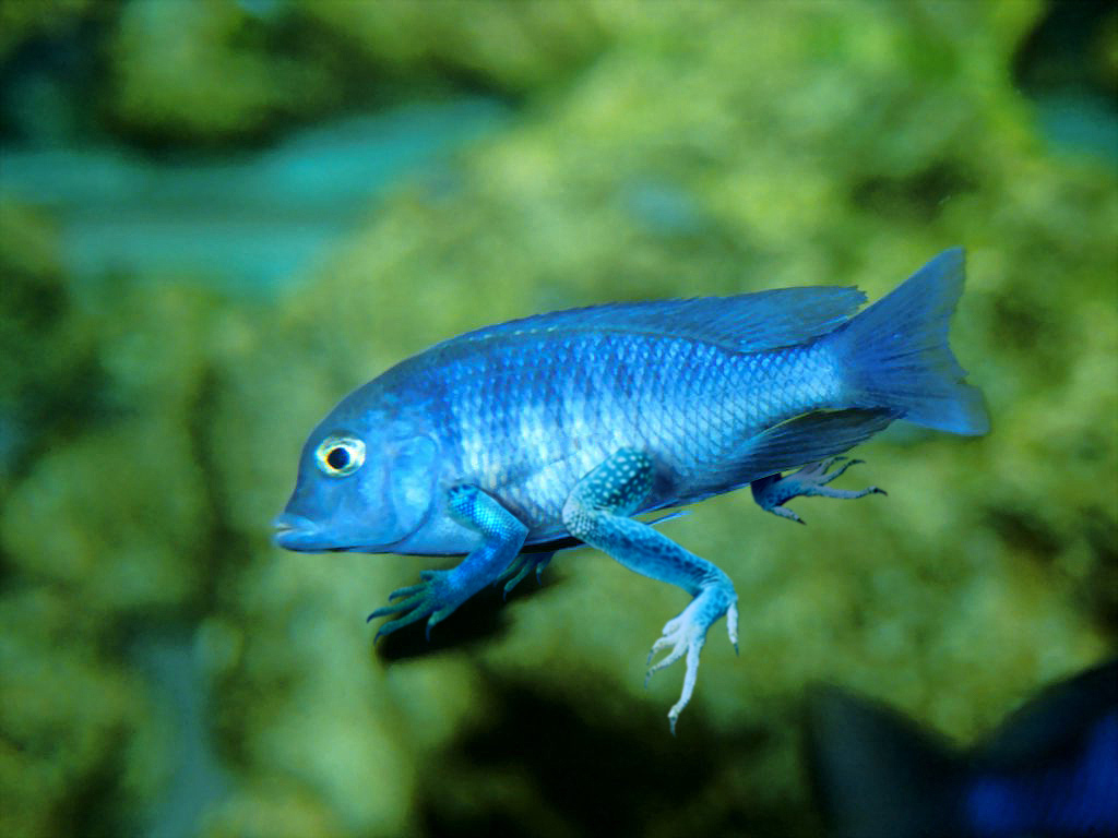 Diseño de Photoshop por britown para DesignCrowd (Community Contests) | Diseño #9060219