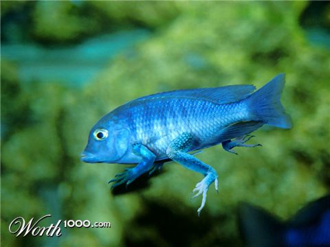 Photoshop Design by britown