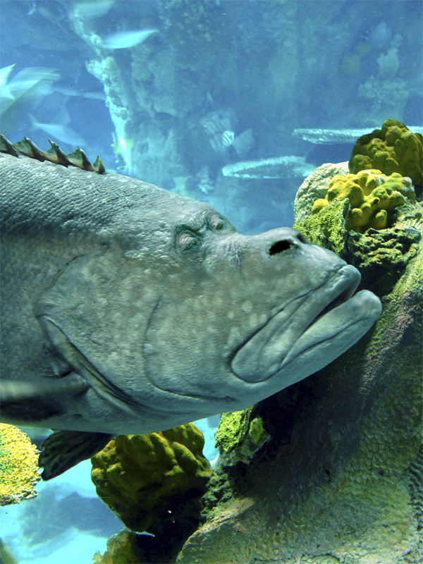 Photoshop Design by Odessa for DesignCrowd (Community Contests) | Design #9060129