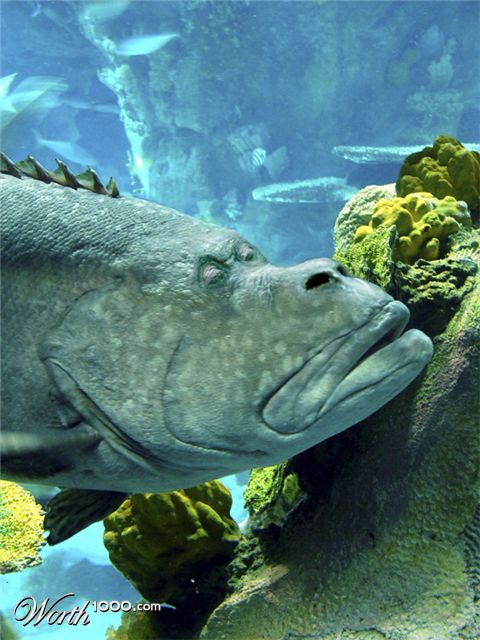 Photoshop Design by Odessa